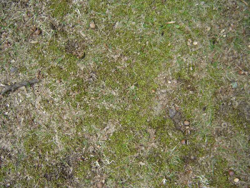 Weeds and parasitic plants